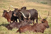 MEATS, MILK A& TINNED FOOD FACTORIES;