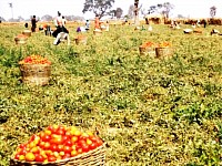 Tomatoes